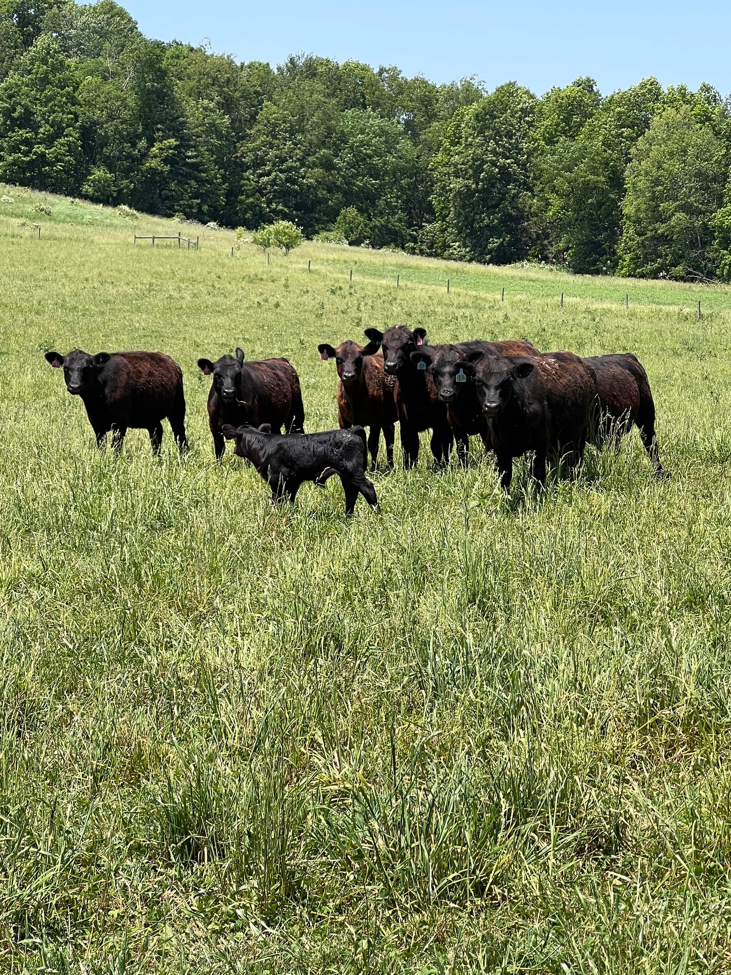 Premium Ground Beef